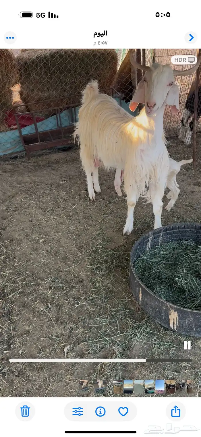 عنز. مطوره. طيبه 0