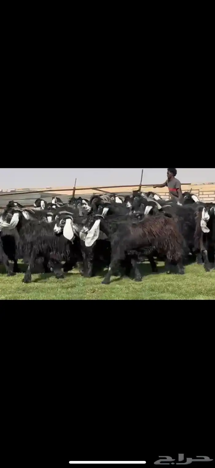 مراح عوارض فاااخره اغلبها دفيع واضح 43 ب الفحول ثنين 7