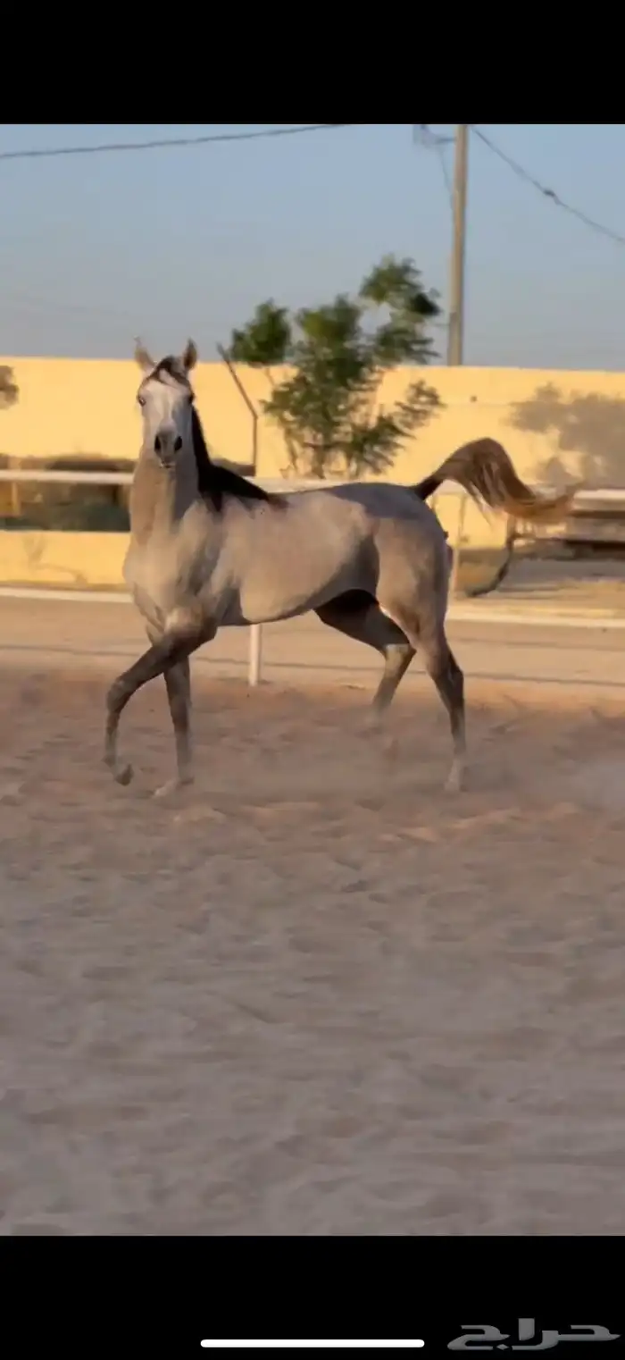 مهر واهو 0