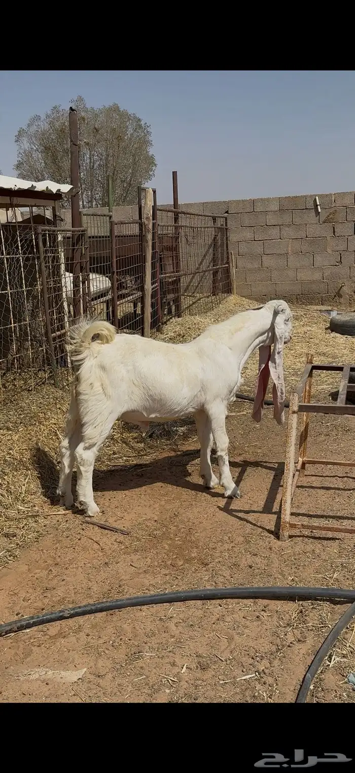 تيس جذع يصلح فحل ويصلح ذبيحة 4