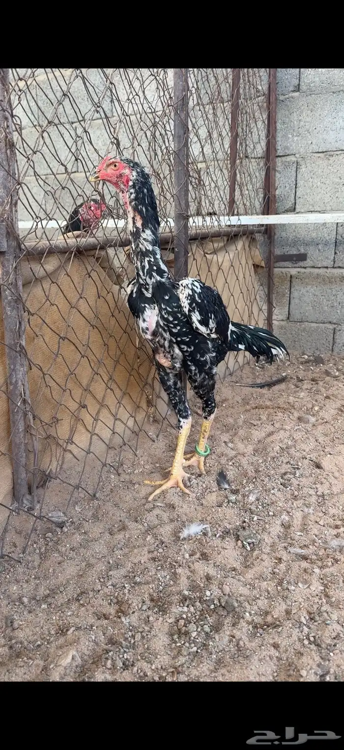 ديك شامو هزاز 0