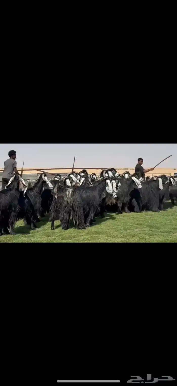 مراح عوارض فاااخره اغلبها دفيع واضح 43 ب الفحول ثنين 9