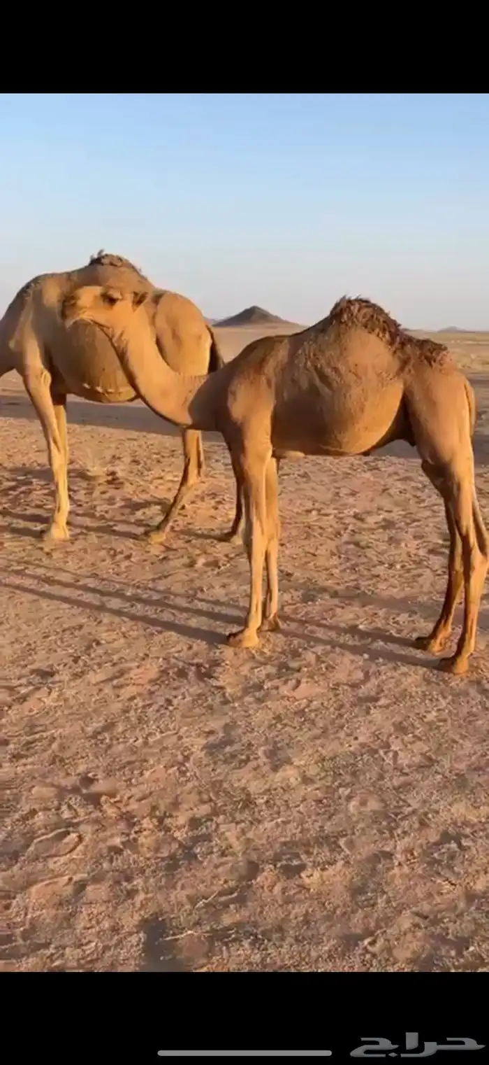 قعود فحل طيب 1