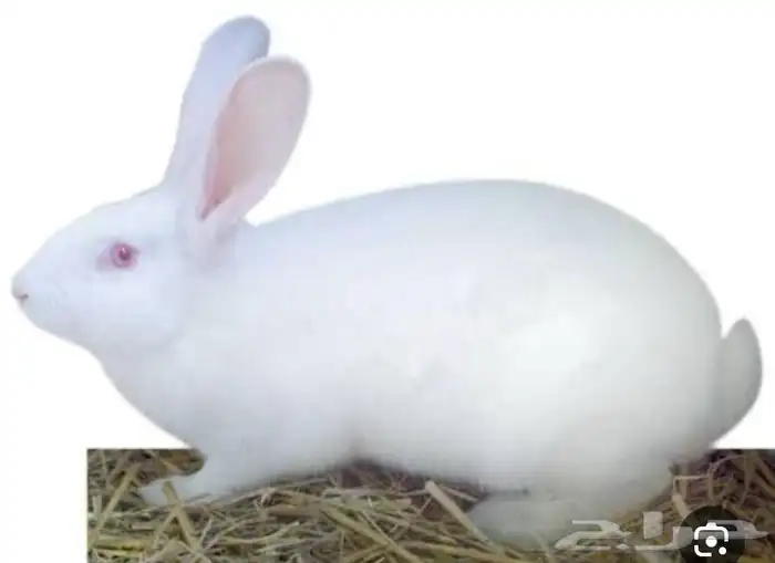 ارنب للبيع 0