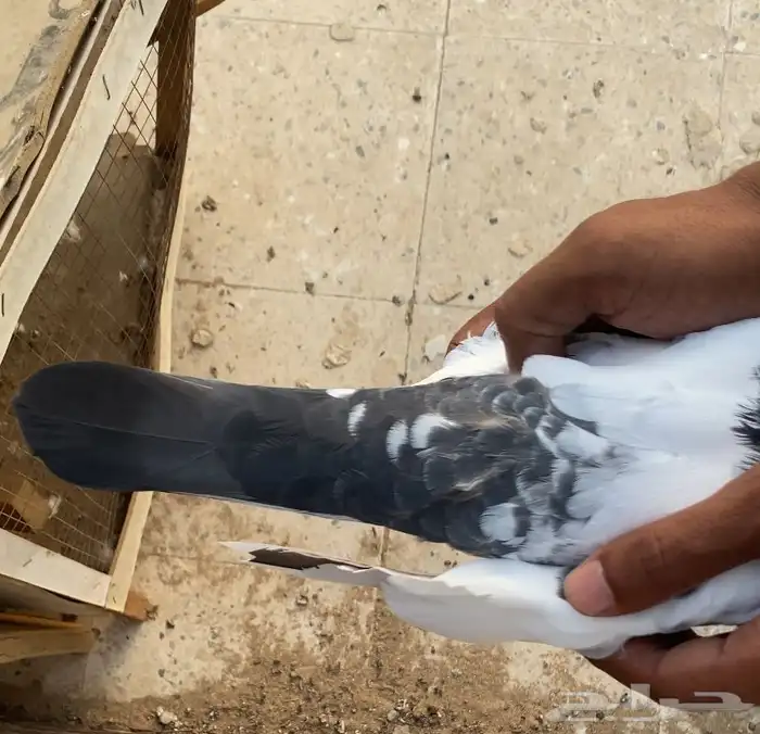 حمام باكستاني 1