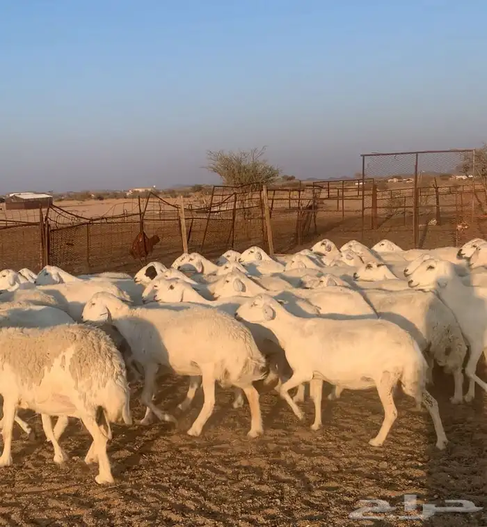 غنم حريه دفيه سونار 1