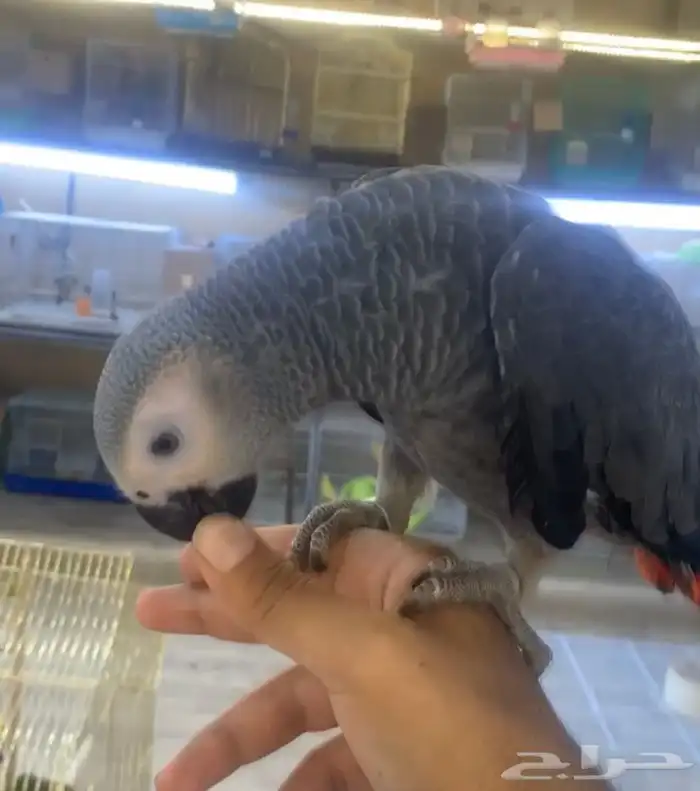 للبيع فرخ كاسكو اليف جدا طفره 3