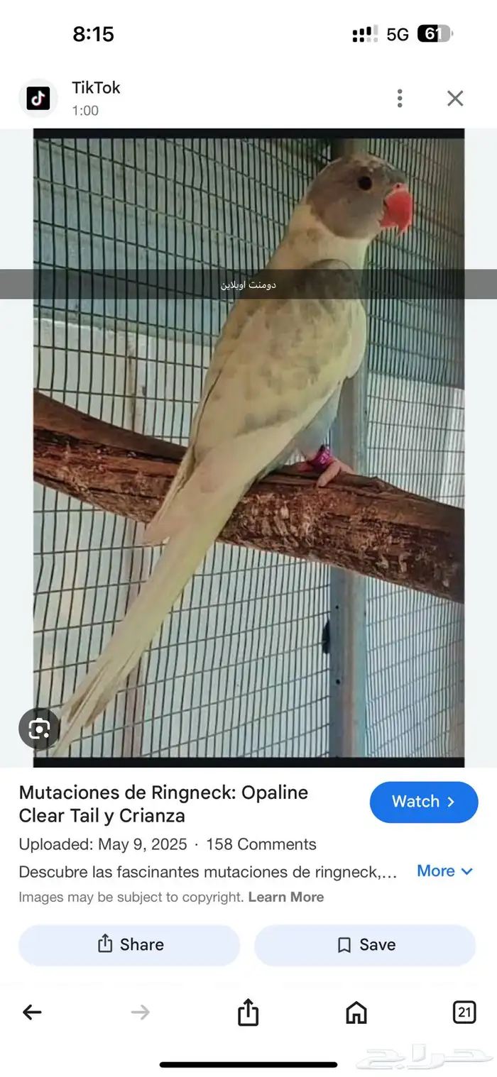 للبيع انثى قرين اوبلاين (طفرة) جاهزة للانتاج 3