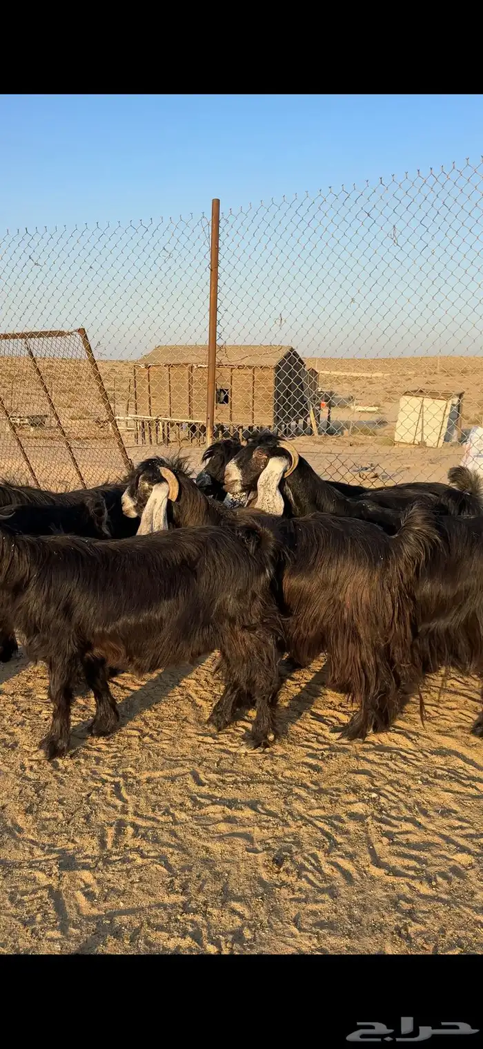 معزا عوارض طيبه للبيع 0