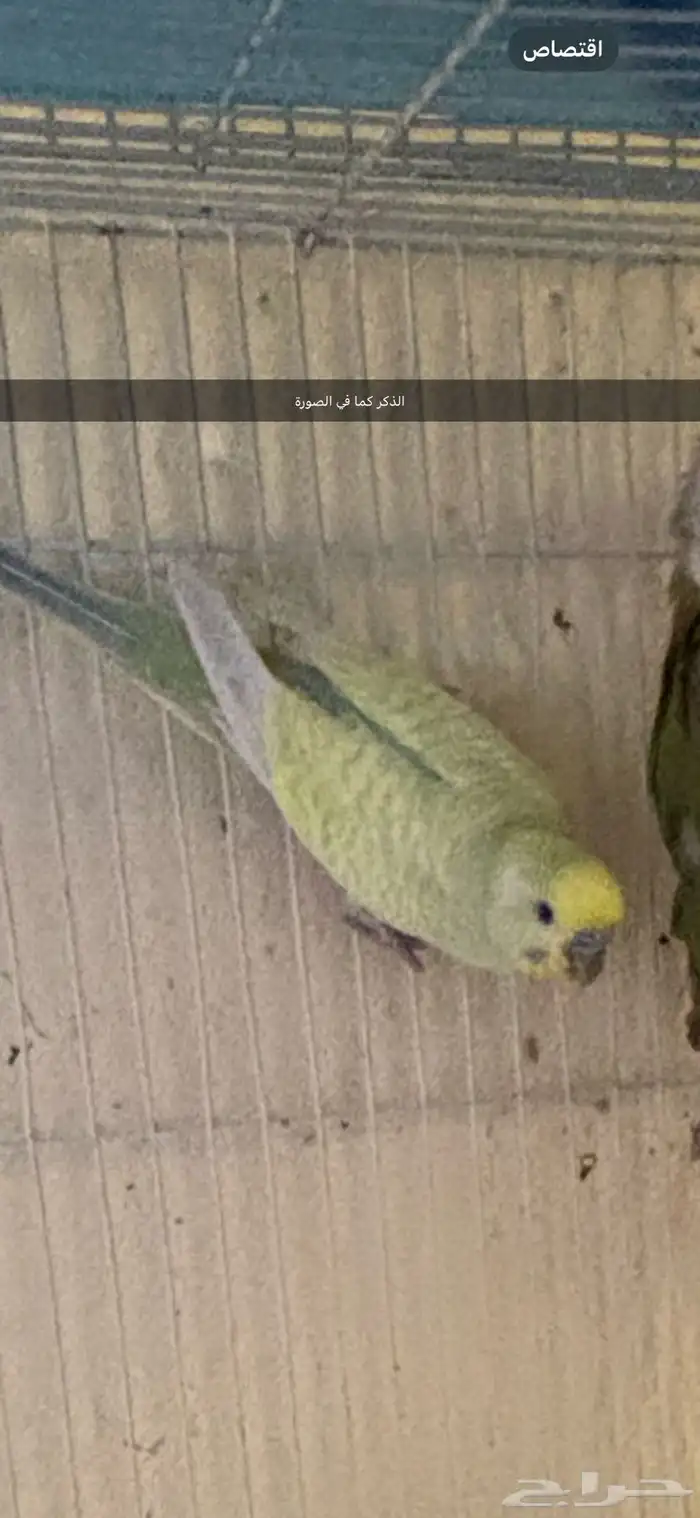 جوز بادجي فاخر مع فرخين 1