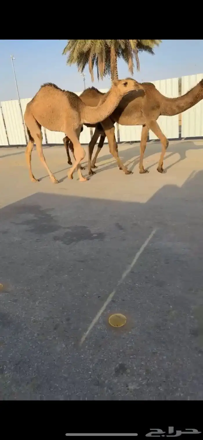 للبيع البكار العدد 5 3