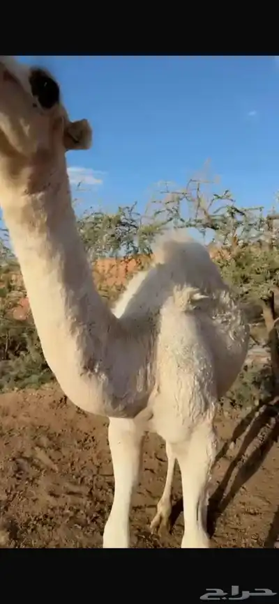 قعود كفو مشروط 0