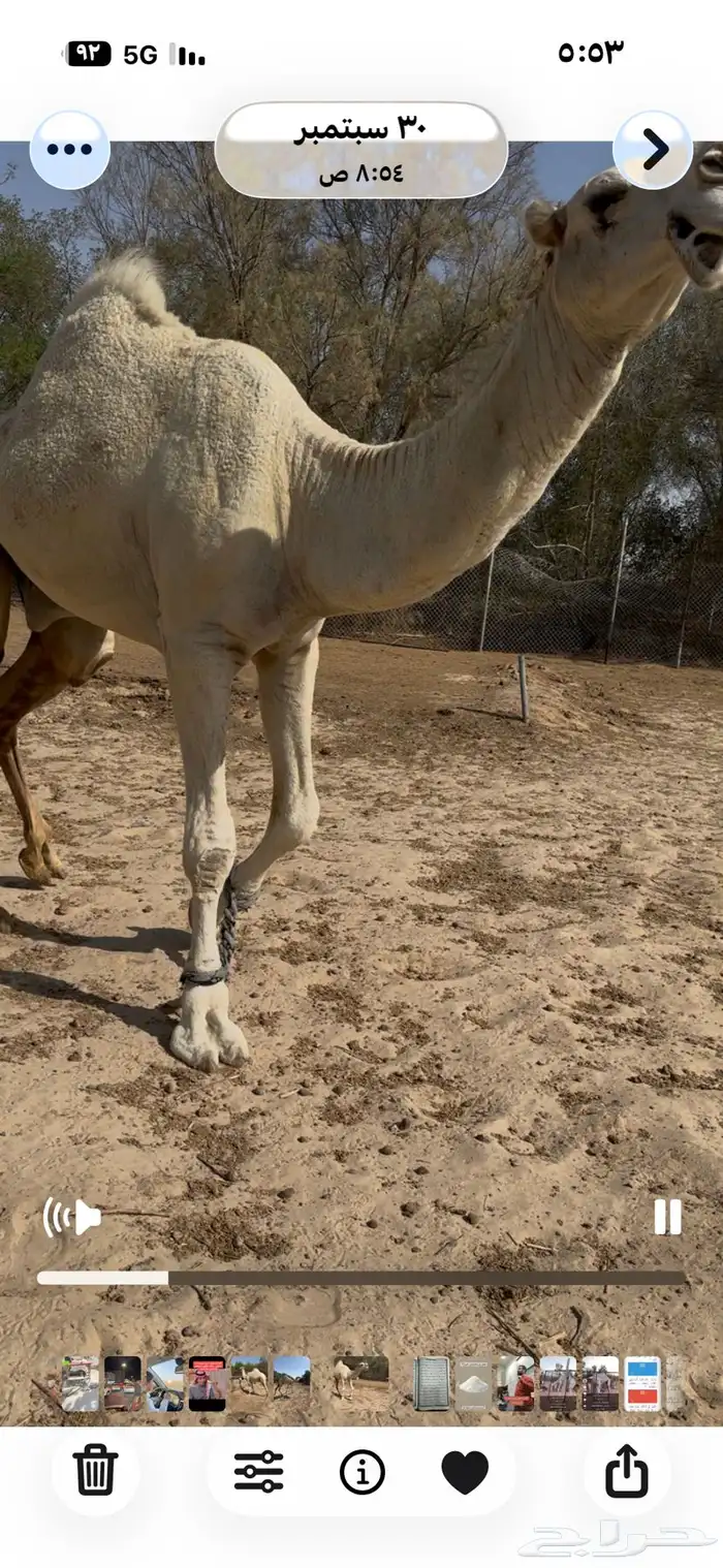 فحل جذع ابوه بعير الشيخ وامه منقيه الامير بندر بن عبدالعز 2