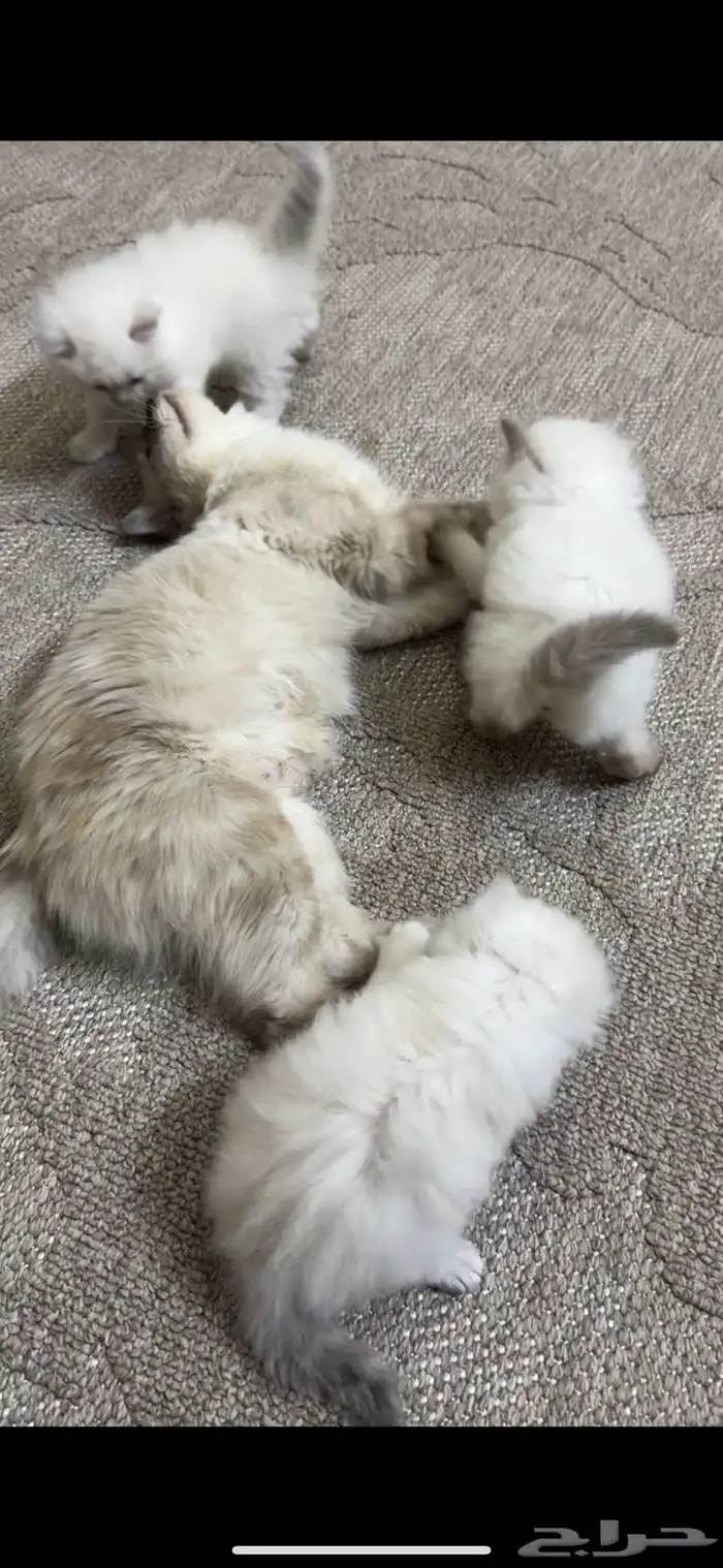 قطط هملايا 4