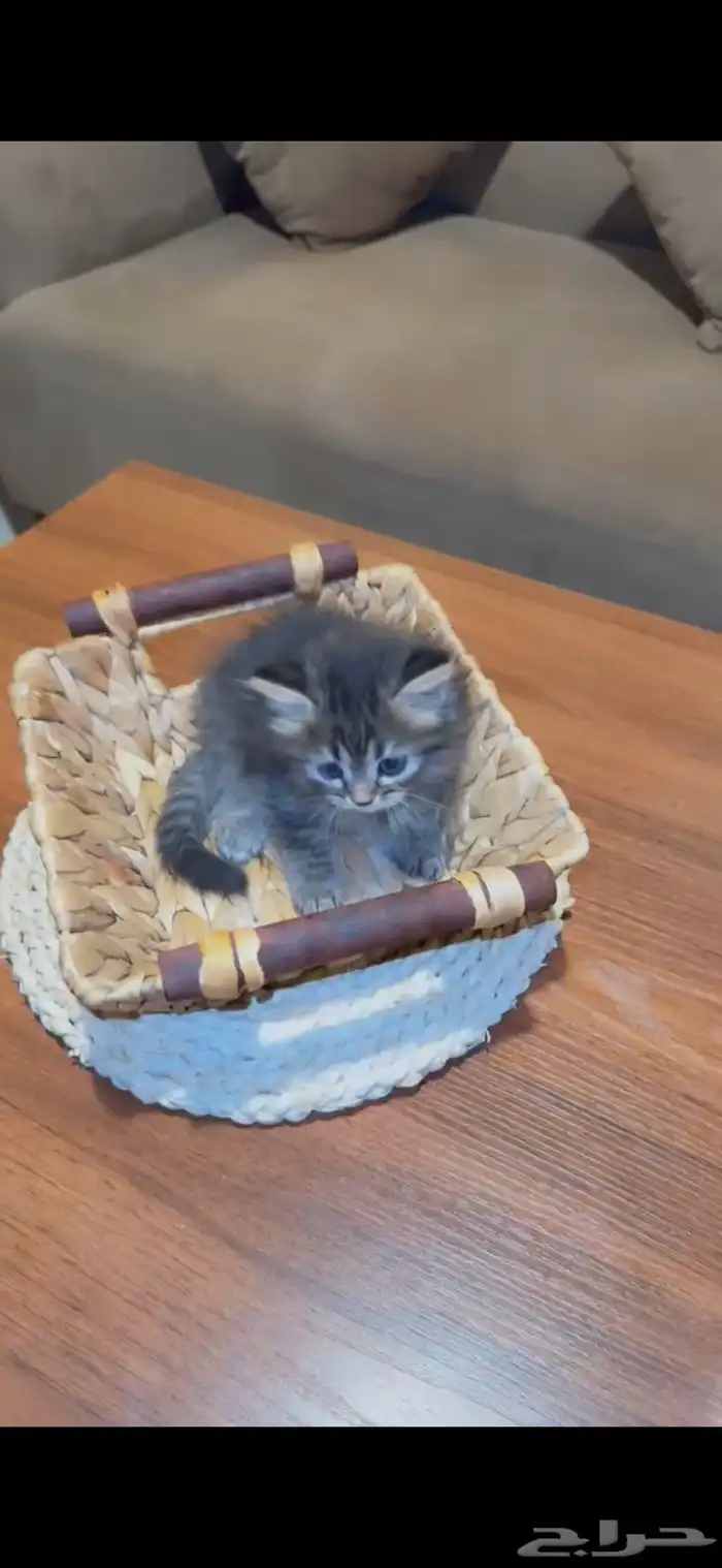 قطه شيرازي 4