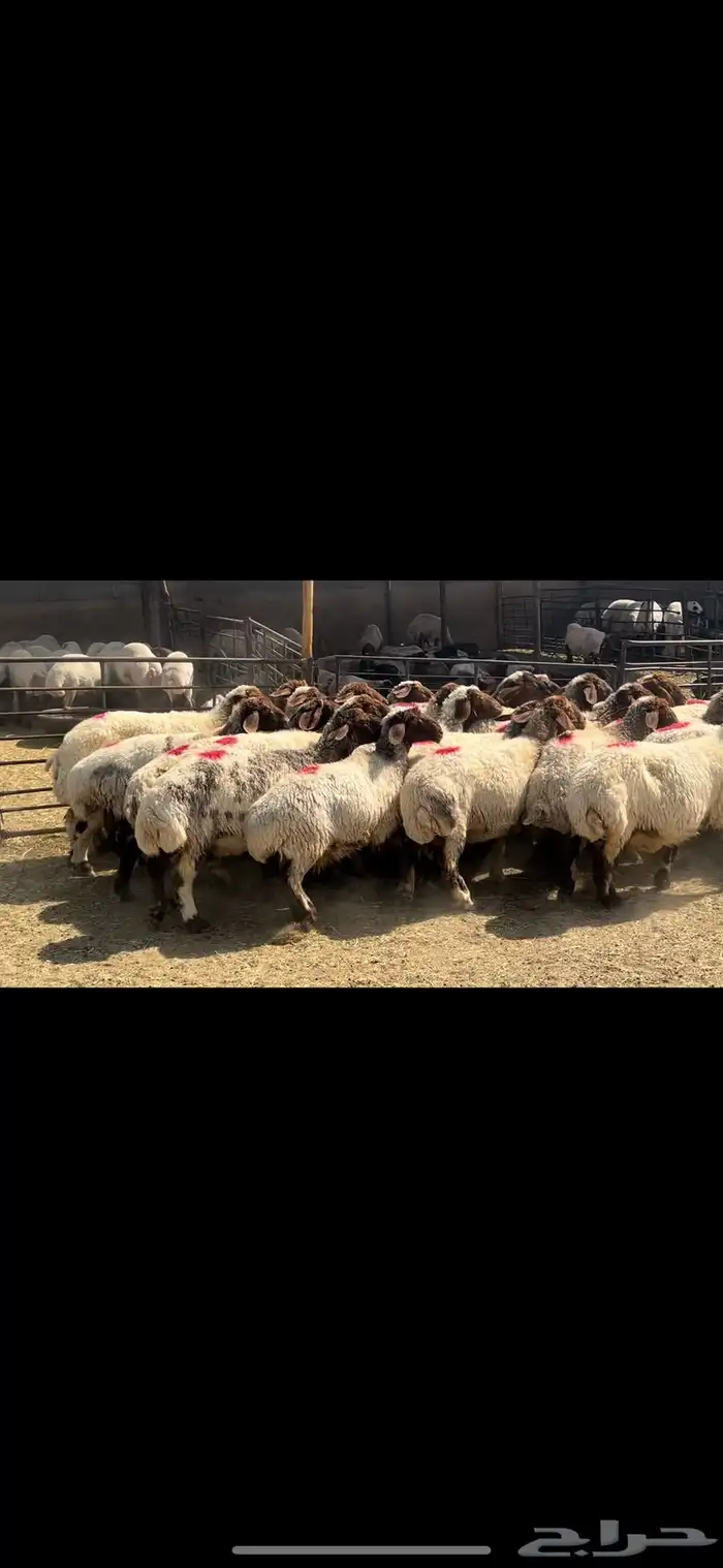 غنم نعيم شرط الدفيع . 2