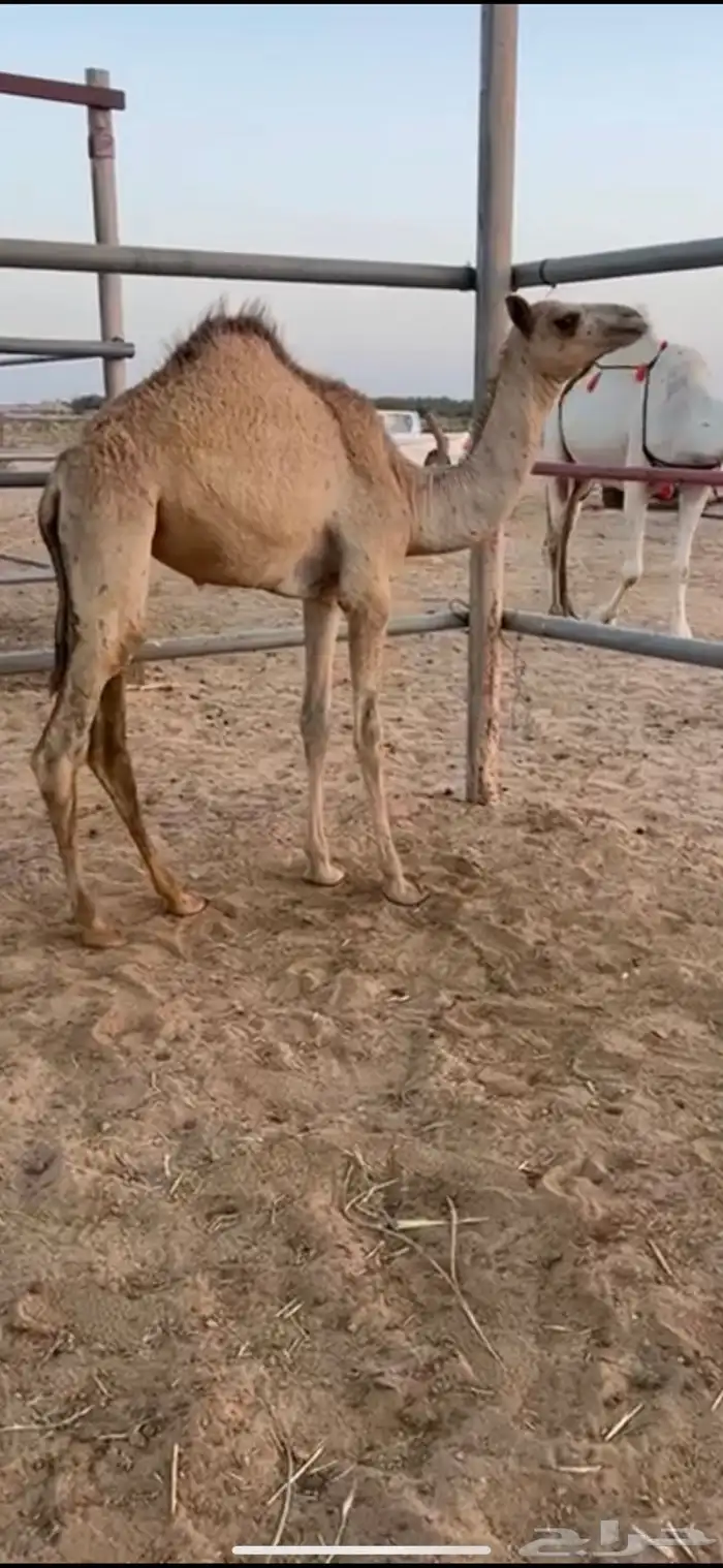 بكرة هجن 0