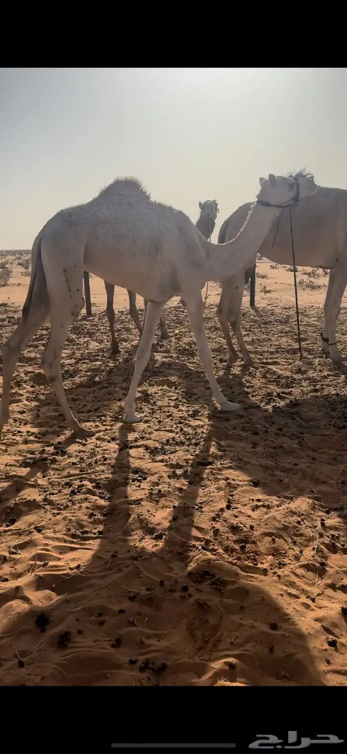 بكره ذلول هجن 0