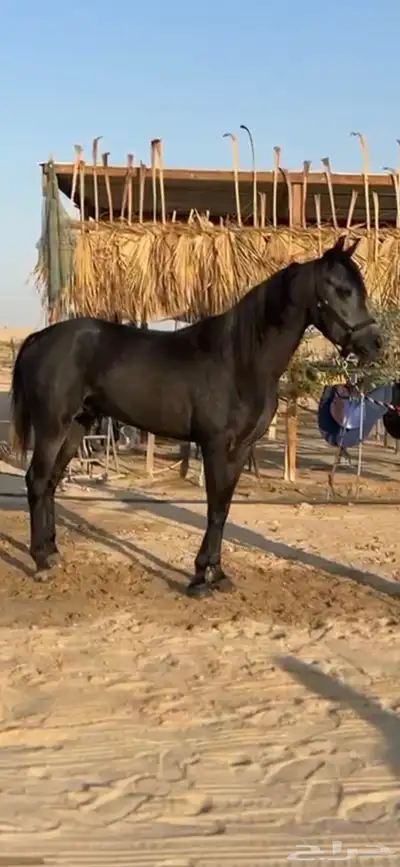 حصان شعبي فاخر 0
