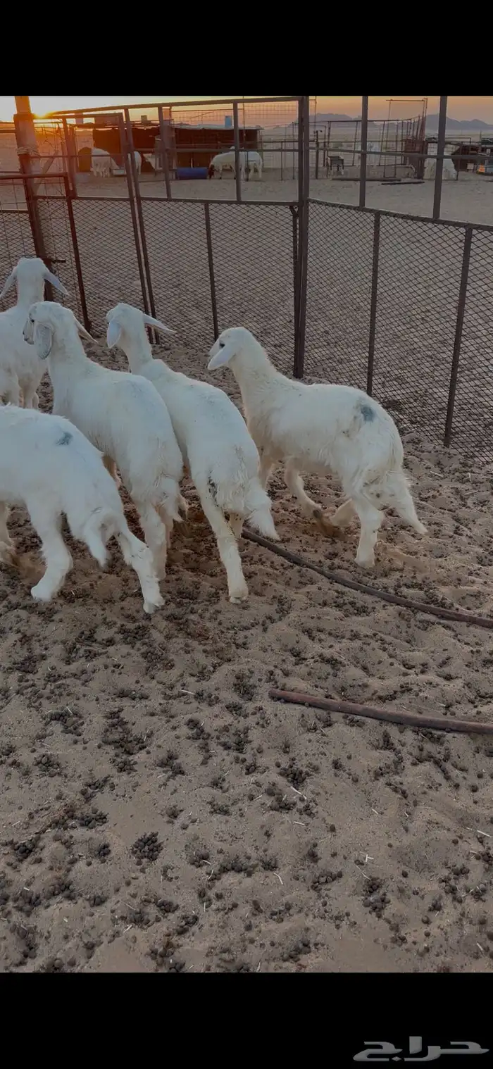 الموقع الدوادمي الشعراء 1