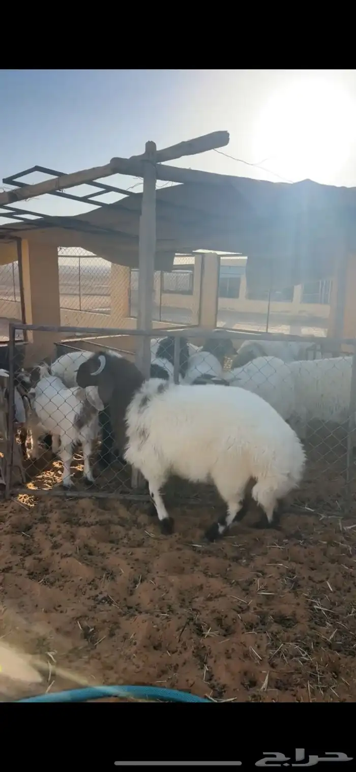 خروف فاخر 0