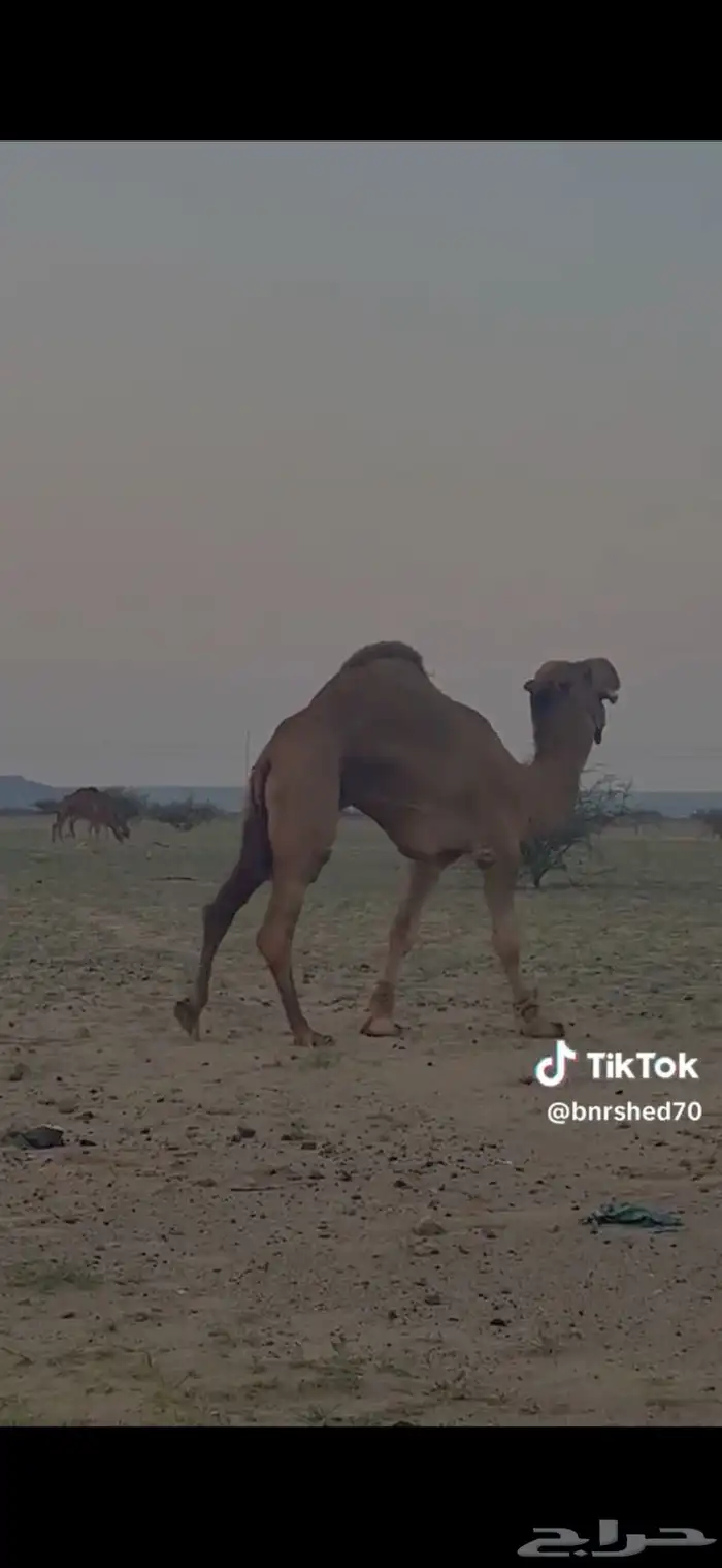بعير احمر 2