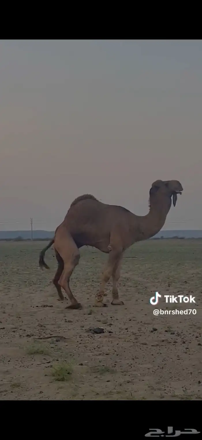 بعير احمر 4
