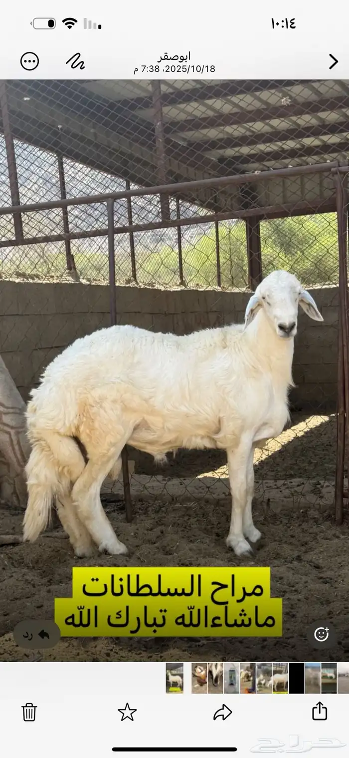 سلام عليكم نعرض لكم خروف صنف جذع عمره 8 شهور ونص ومشروط 0