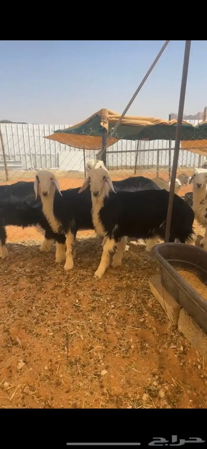 طليان نجد برية ( تم البيع ) 1