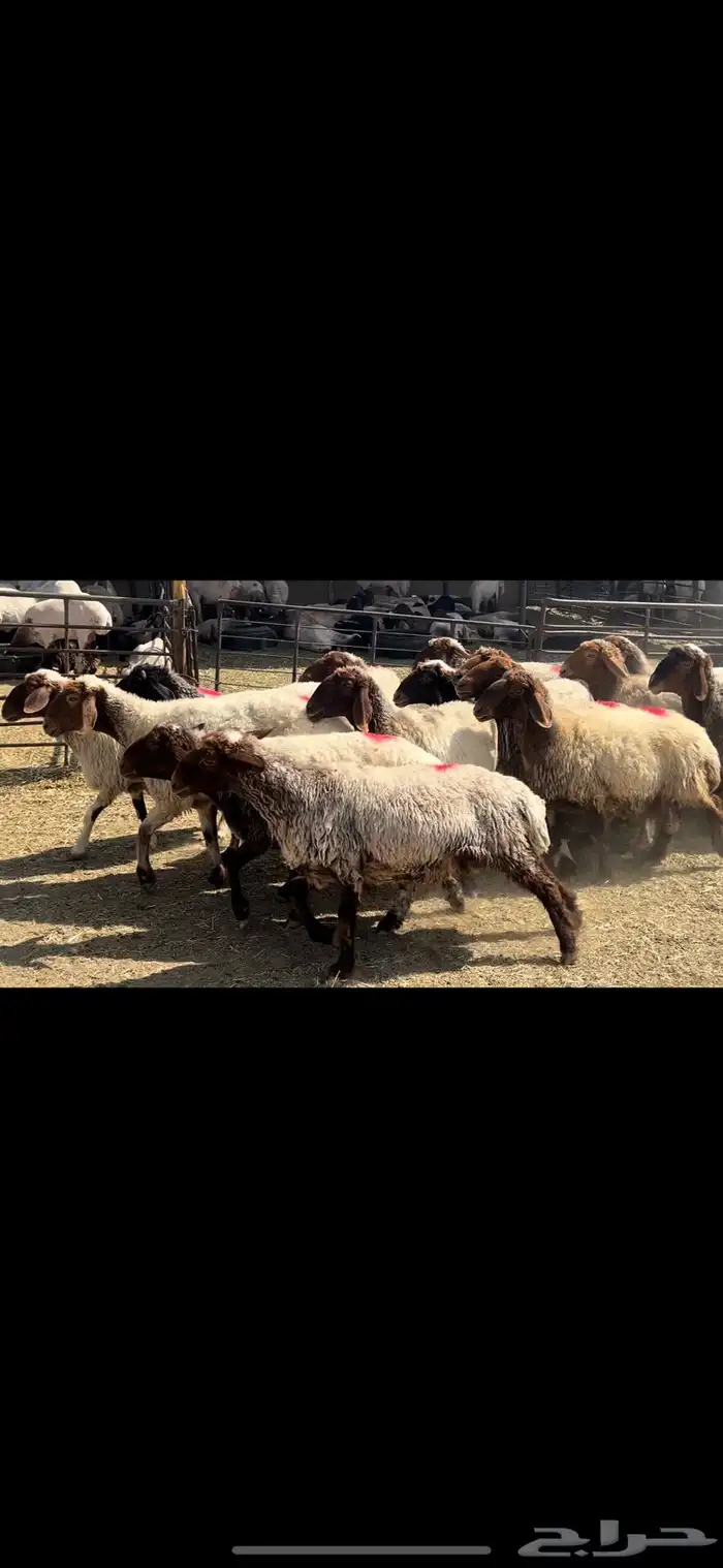 غنم نعيم شرط الدفيع . 13