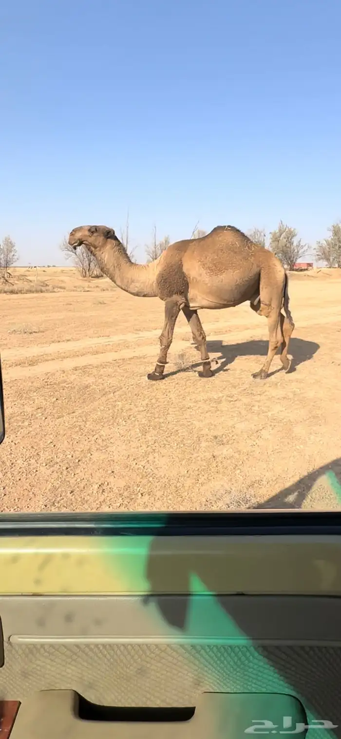 فحل دبياني 2
