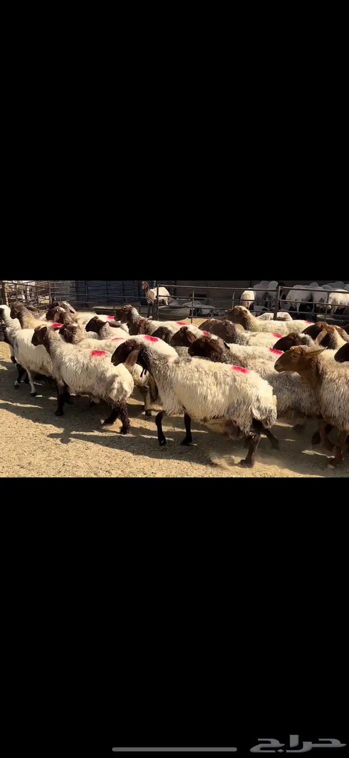 غنم نعيم شرط الدفيع . 5