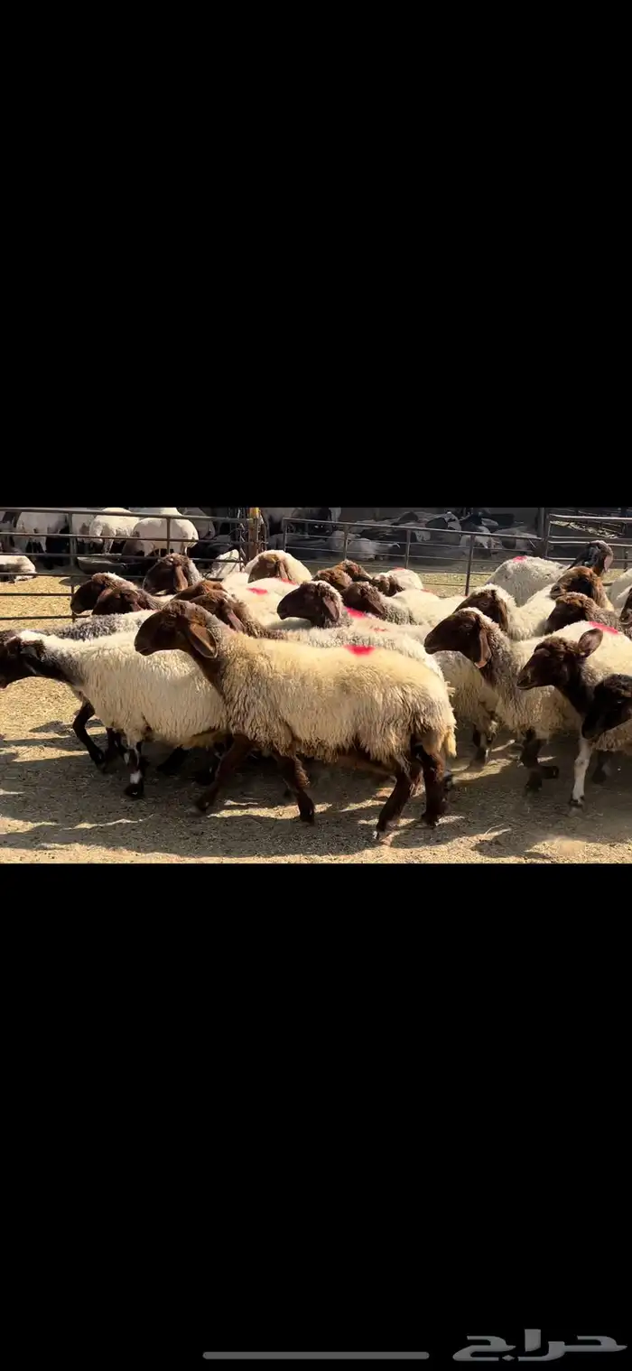 غنم نعيم شرط الدفيع . 3