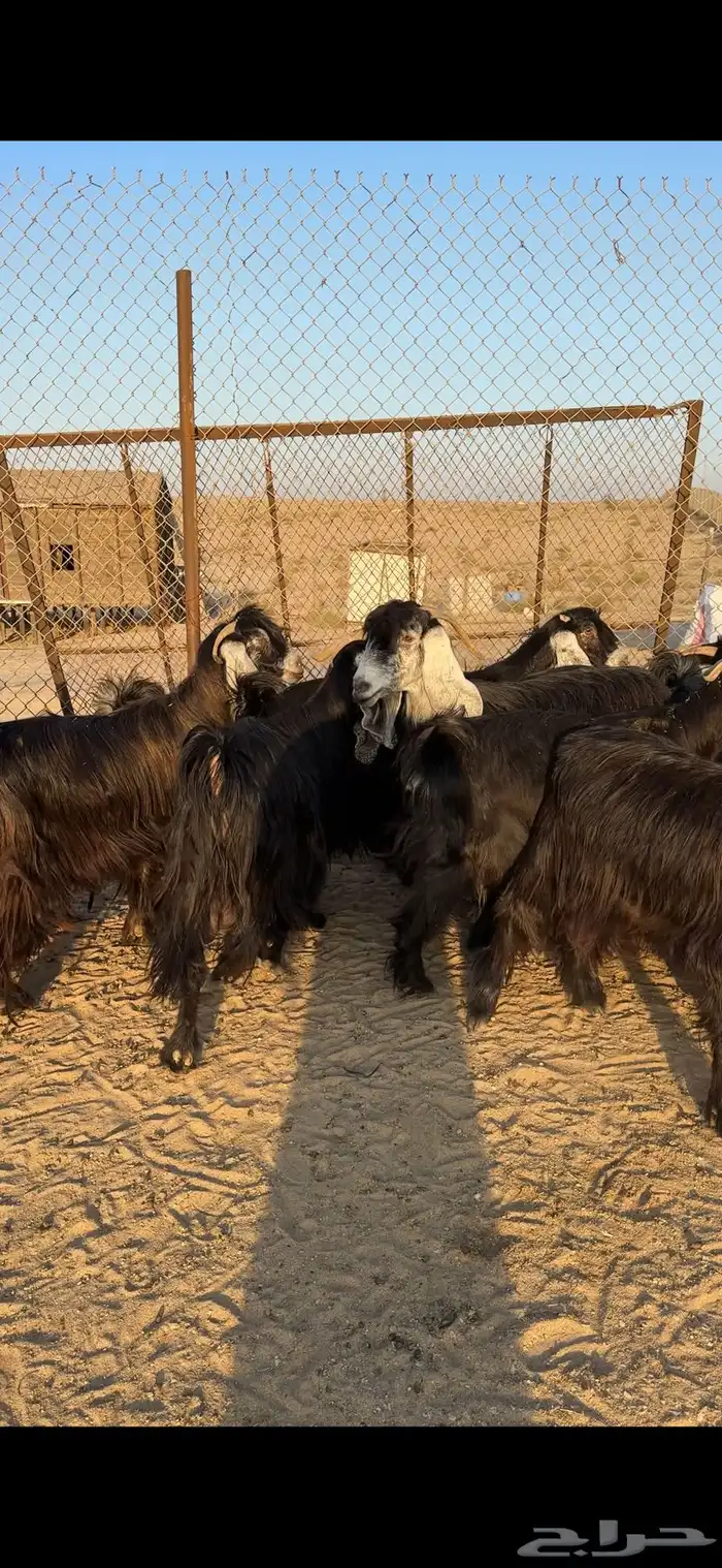 معزا عوارض طيبه للبيع 2