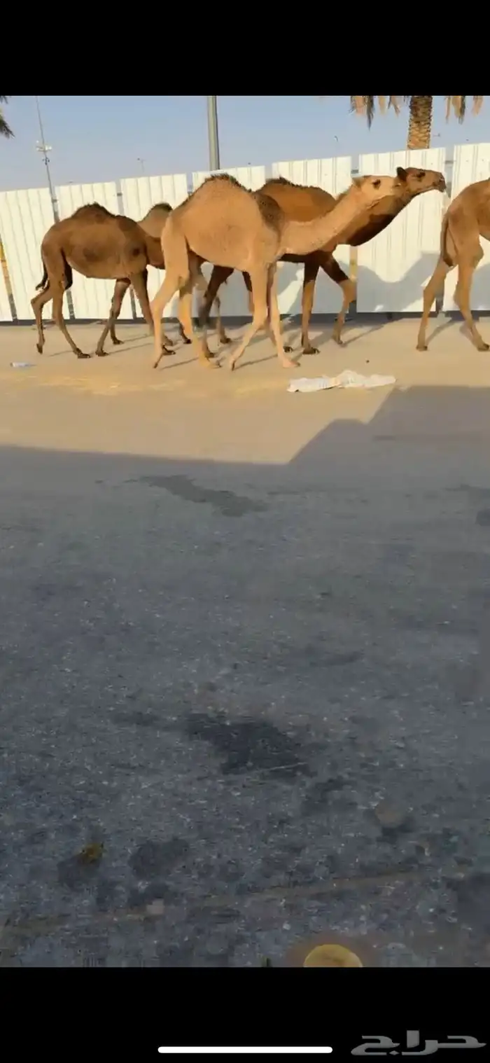 للبيع البكار العدد 5 2