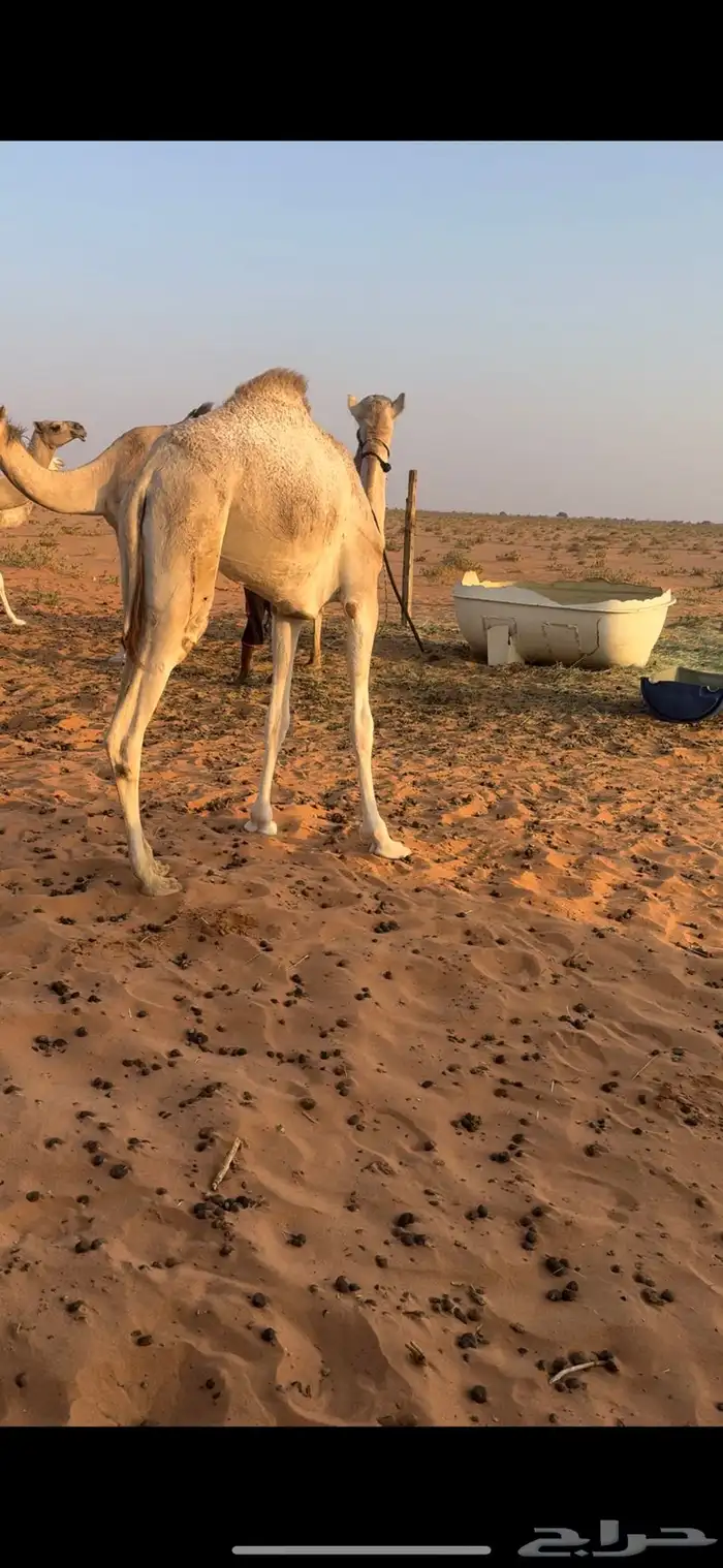 بكره ذلول هجن 1