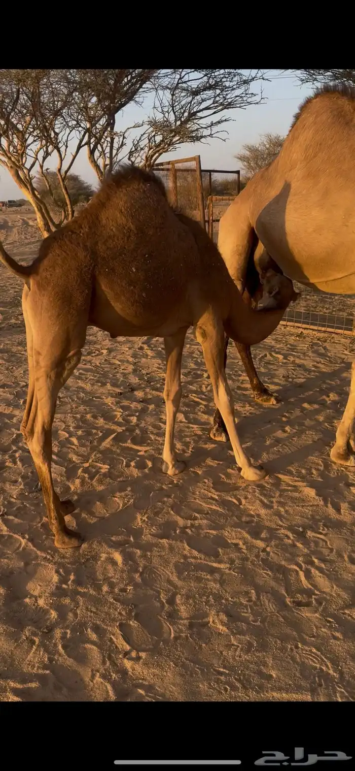 قعود لباني للبيع 0