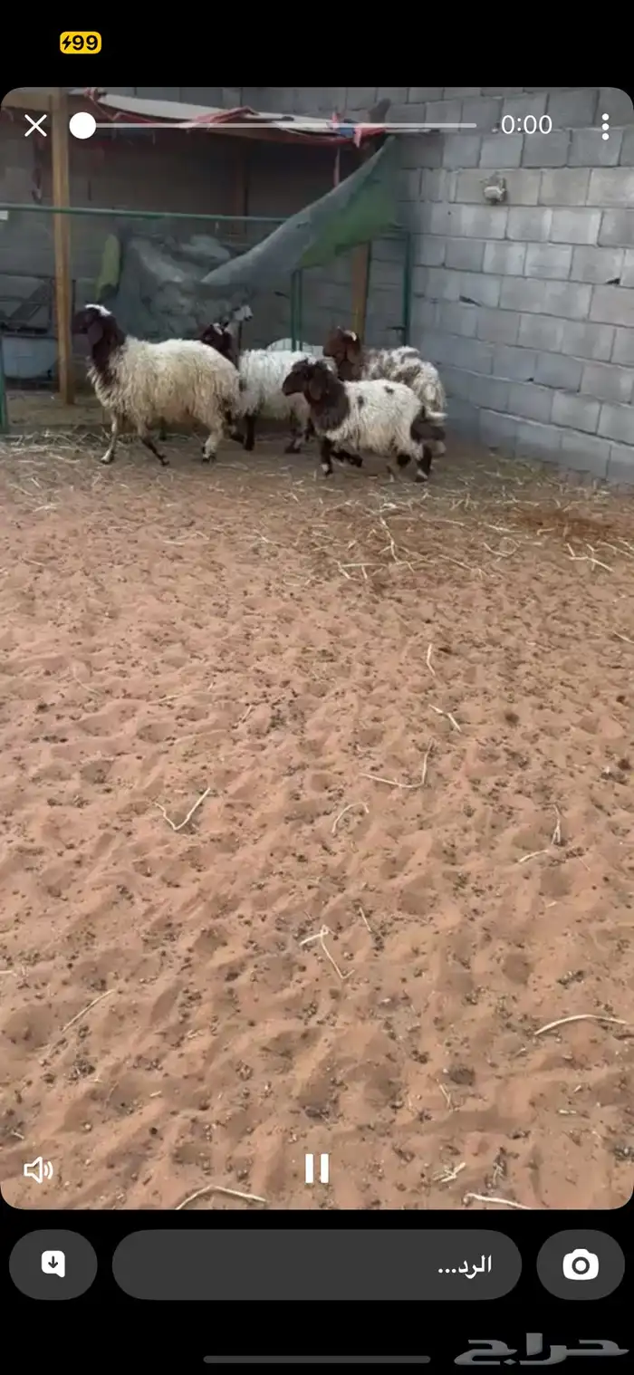 بهم نعيم وحريات طيبه 1