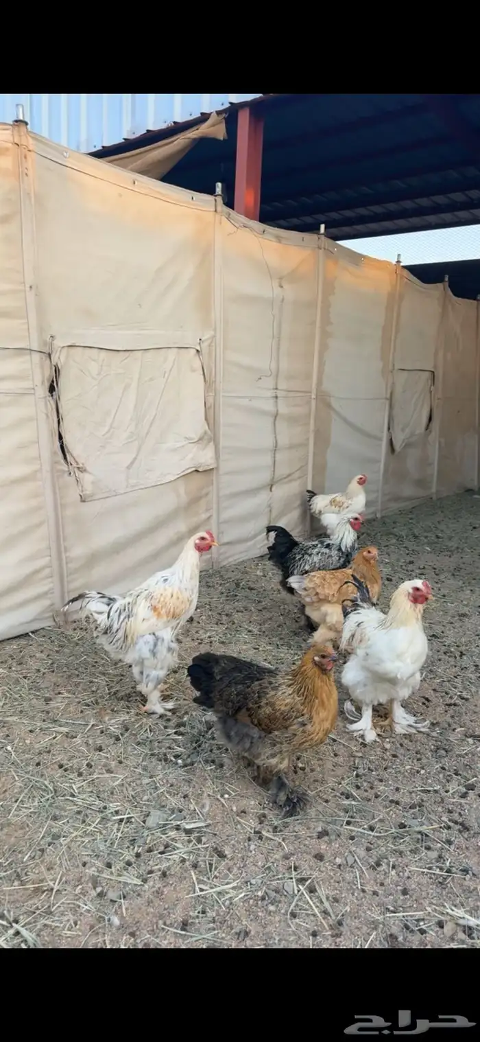 دجاج ابراهما للبيع 1