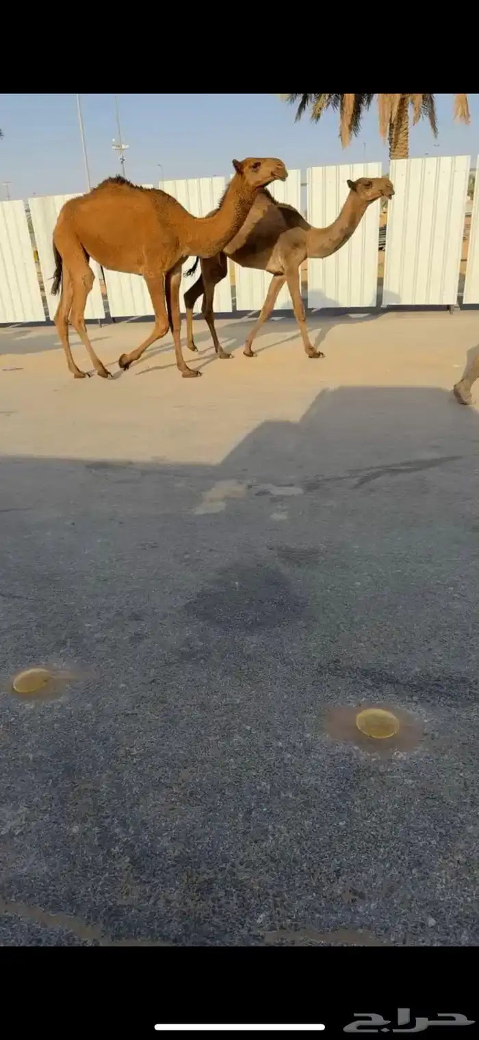 للبيع البكار العدد 5 0