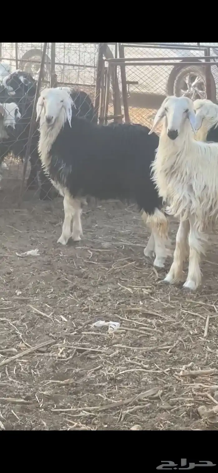 خرفان نجد جذعان 3