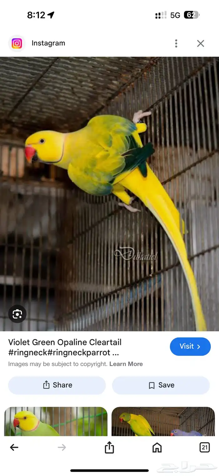 للبيع انثى قرين اوبلاين (طفرة) جاهزة للانتاج 5