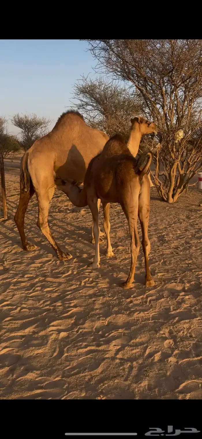 قعود لباني للبيع 1