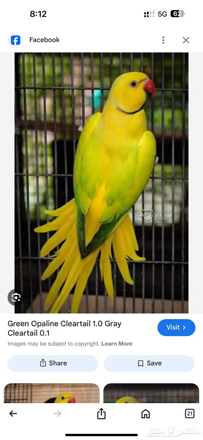للبيع انثى قرين اوبلاين (طفرة) جاهزة للانتاج 6