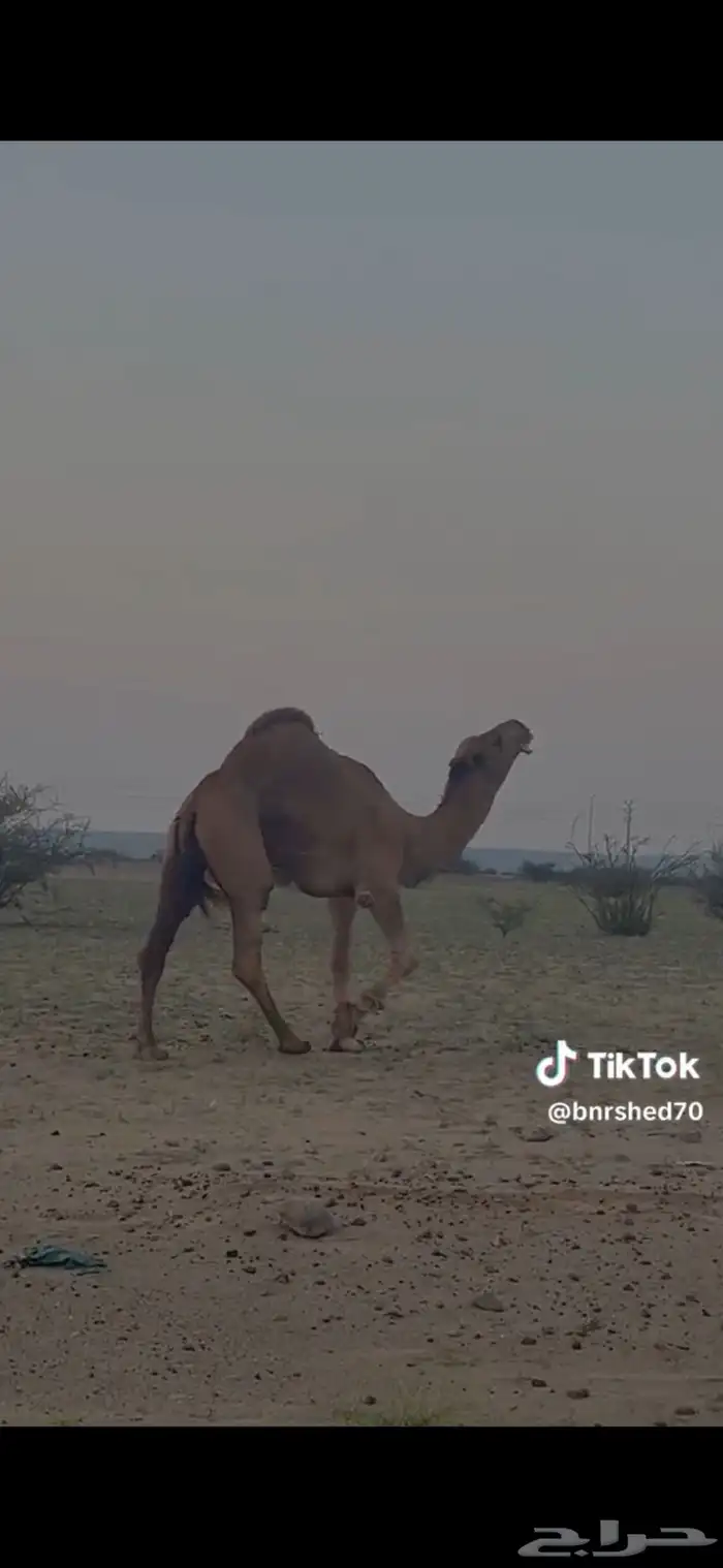 بعير احمر 1