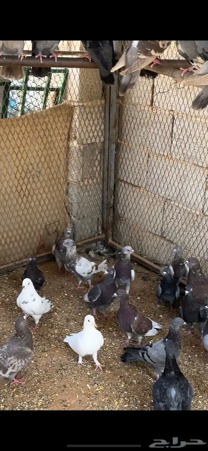 حمام مشكل اغلبه زواجل 0