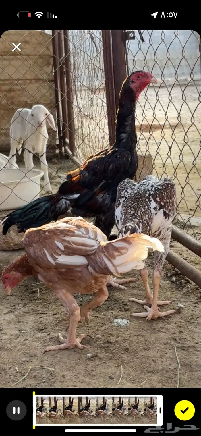 فرخ شامو ياباني 0