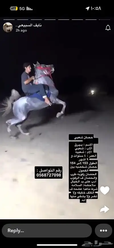 حصان شعبي index