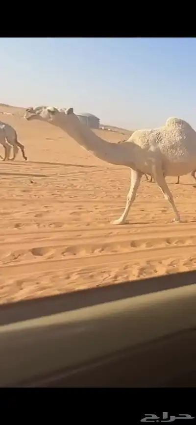 بكره باتليه لقحه 0