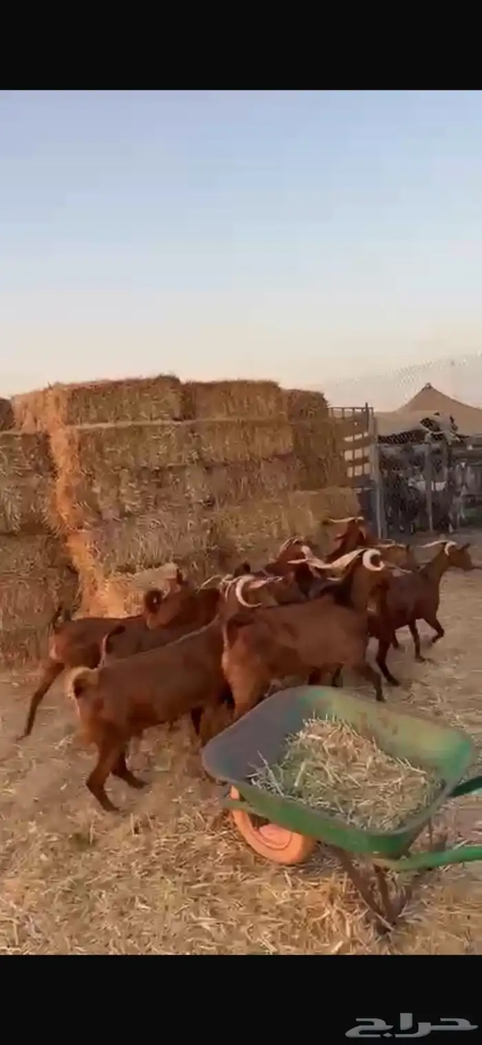 معزا دهم دفيع مراح واحد 2